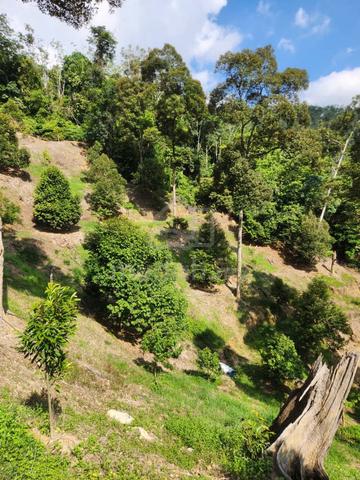 Durian Land @ Kampong Semie, Manchi Bentong 1