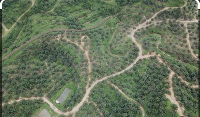 Ladang Kelapa Sawit 781 Ekar Freehold, Kinabatangan Sabah 1