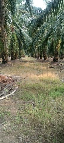 2.5 Ekar Tanah Kelapa Sawit Kg Batu Bakar Buloh Kasap Segamat Johor 1