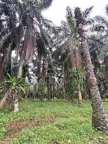 Agri Land zoning Industrial for Sale @ Klebang Prima, Ipoh 4