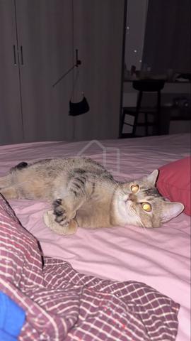 British shorthair - photo 2 of 6