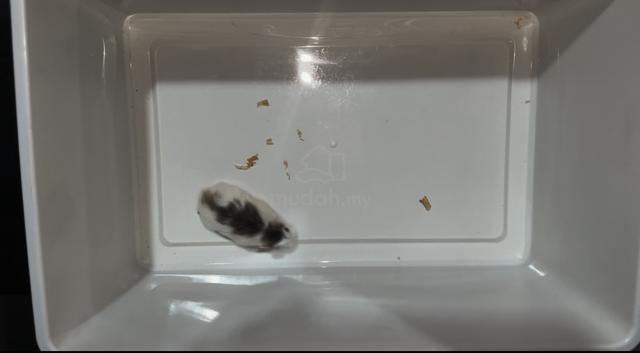Hamster Robo Roborovski Pied Female - photo 2 of 3