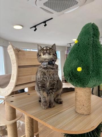 British Shorthair - photo 5 of 6