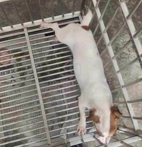 Jack Russell Terrier - photo 2 of 2
