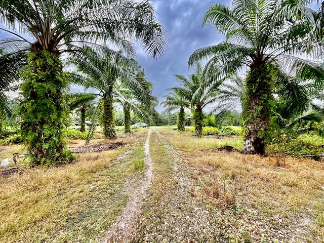 Main Road Palm Oil Land at Hilir Perak, Mukim Bagan Datuk ~ For Sale 1