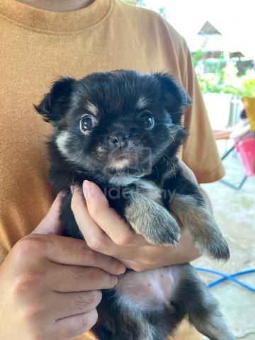 black and white Chihuahua ~2 - photo 2 of 6