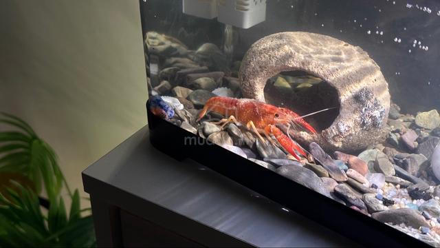 Live Red Crayfish + Complete Aquarium Set 🦞 - photo 5 of 5