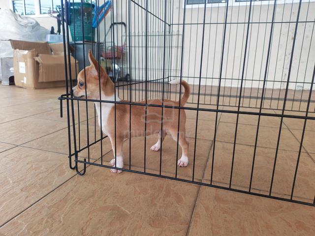 Offer! 3 months Chihuahua puppy 2810A - photo 6 of 6