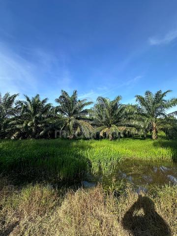 Tanah Pertanian Ladang Sawit kawasan Bota, Perak 1