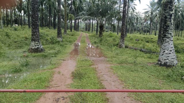 Agriculture Land, Dengkil for sales 1