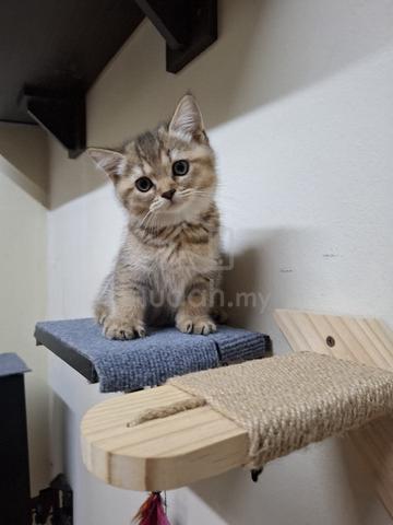 BSH Kitten - photo 3 of 6