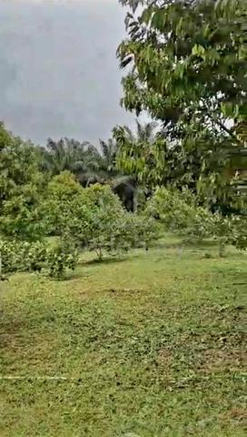 Agriculture Durian Farm Land At Belungkor Kota Tinggi Johor 1