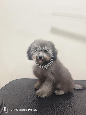 silver female toy poodle for sale