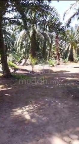 NEGO TANAH KEBUN UNTUK DIJUAL Mukim Parit Bakar, Muar 5