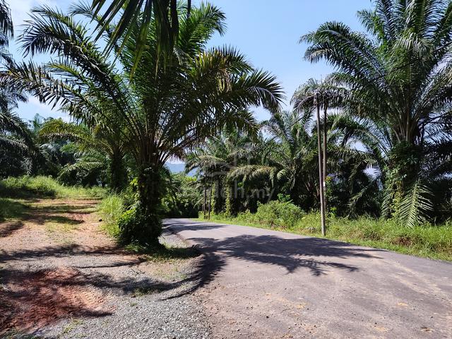For Sale Kiansom 75 Acres Land | Oil Palm | Birdnest 2