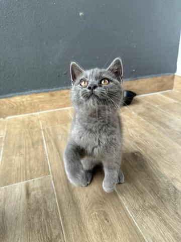 BSH blue - photo 3 of 4