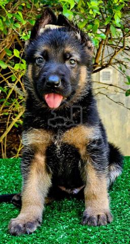 GERMAN SHEPHERD PUPPIES GSD74 - Boy Girl - photo 2 of 5