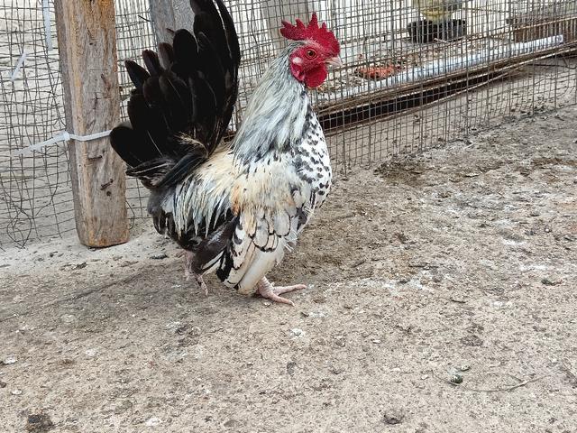 Ayam Katik Jantan - Pets for sale in Keningau, Sabah