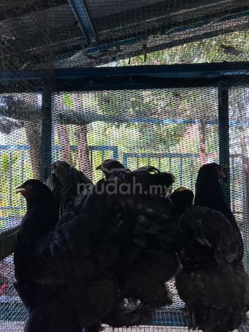 ayam brahma  - photo 3 of 6