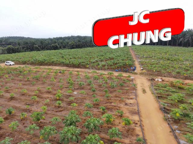 Agricultural Land | Papaya Garden丨Selama | Bandar Baharu | KEDAH 2