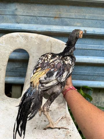 ayam Aseel cross Oshamo - photo 3 of 6