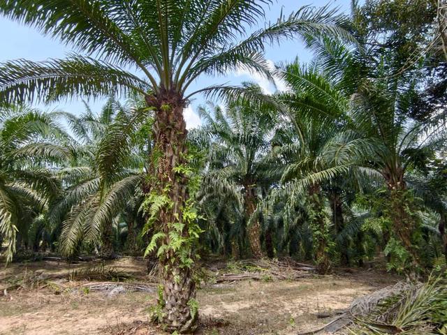 Tanah kebun sawit untuk dijual 1