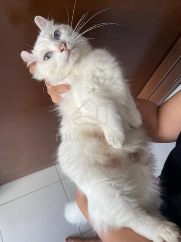 Carousel Image