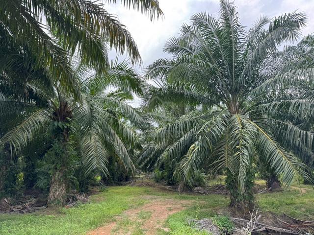 ROADSIDE FREEHOLD Oil Palm Land Asahan Nyalas Gemencheh Batang Tangkak 1