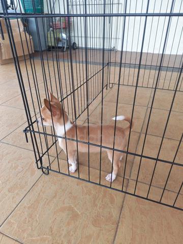 Promo 😀 Small Cute Chi hua hua puppy 吉娃娃 2810C - photo 4 of 6
