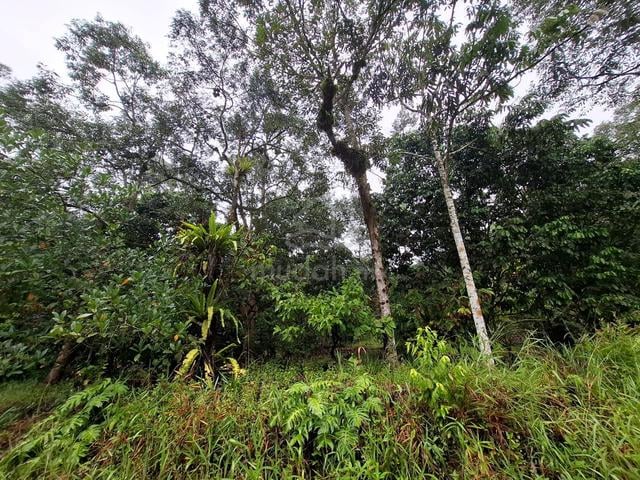Batu Kawa-Tondong land for sale coming with Durian trees 1