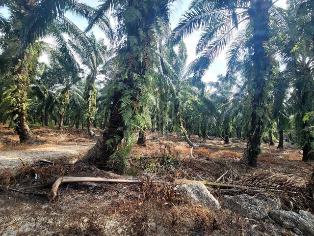 FOR SALE:  TANAH SAWIH 4 EKAR SUNGAI KELAMBU Kuala Langat 4