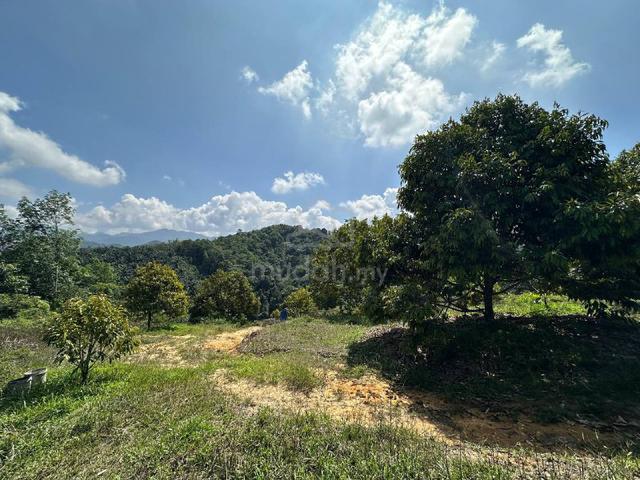 Simpang Pulai / Agricultural Land / Durian Farm / 5 Acre / Freehold 1