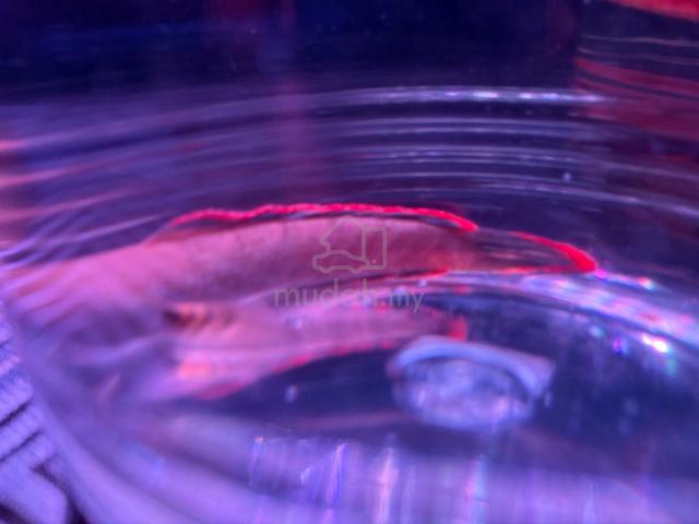 channa limbata sp terengganu  - photo 3 of 3