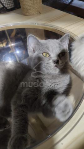kitten British Shorthair  - photo 4 of 4