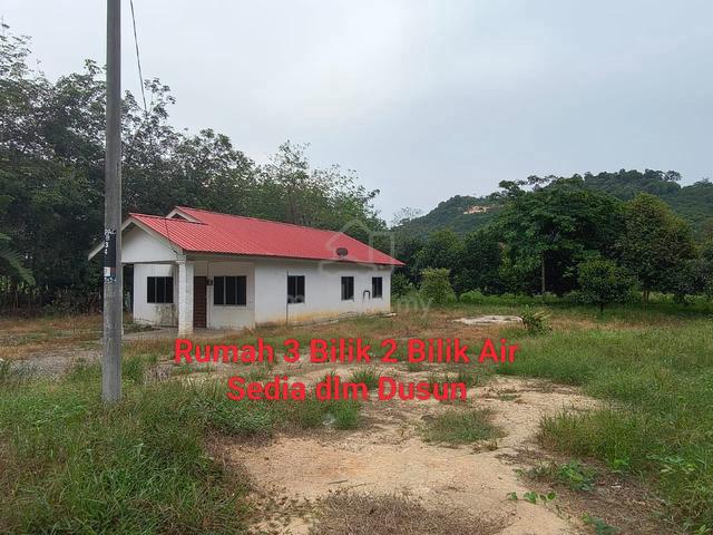 Dusun & Rumah 1.0 ekar di Panchang( Dusun Yg telah Mengeluarkan Hasil) 1