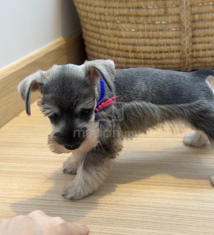 SCHNAUZER MINIATURE PUPPIES S115🌻 雪纳瑞 Available - photo 5 of 5