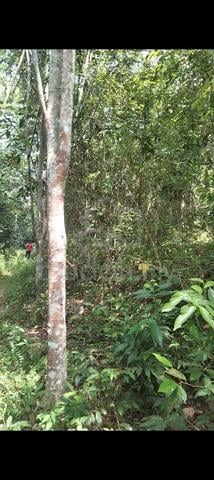 Tanah untuk dijual di kepis,kuala pilah negeri sembilan 1