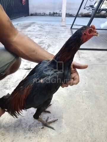 Ayam sabung  - photo 3 of 6