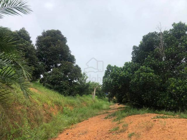 Kebun Durian Musang King & Ternakan Ikan Rezab Melayu Beranang Selgr 1