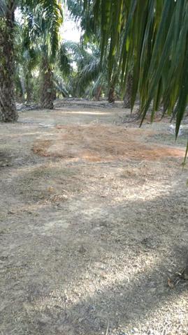 freehold oil palm beside mini tar road 1