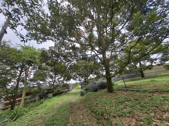 [Non Bumi Lot / FREEHOLD] KEBUN MUSANG KING & BLACK THORN UNTUK DIJUAL 1