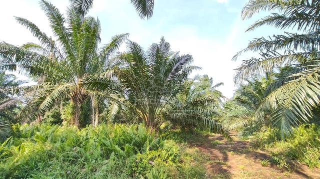 KEBUN SAWIT MATANG, Di Kampung Parit Jerman, Mukim Sg Karang Pontian 1