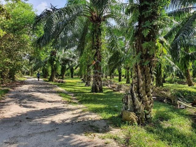 Perak Larut & Matang Batu Kurau Jelai FREEHOLD 616 acres Palm Oil LAND 1