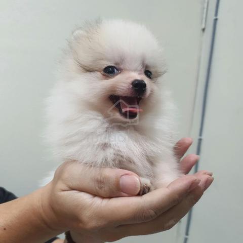 Carousel Image
