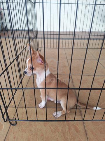 Promo! Pure🔥 Chihuahua Puppy Male 2710E - photo 4 of 6