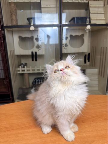 persian (DLH) - photo 3 of 6
