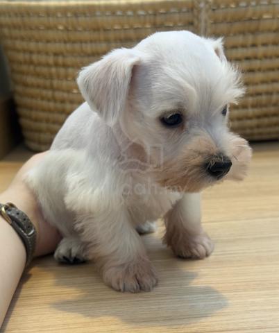 SCHNAUZER MINIATURE PUPPIES S122🌻 雪纳瑞 Available - photo 4 of 4