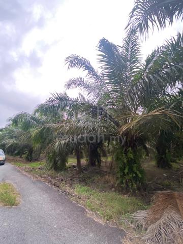 Tanah Kebun Sawit Kg Tebuk Berihun Sabak Bernam 1