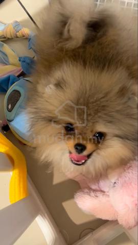 Carousel Image