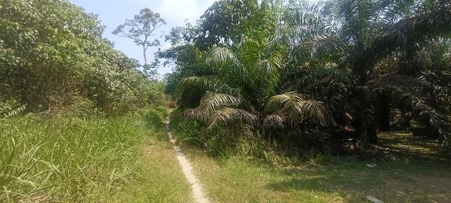 Tanah Dusun untuk Di Jual 4 Ekar Di Sungkai Perak 1